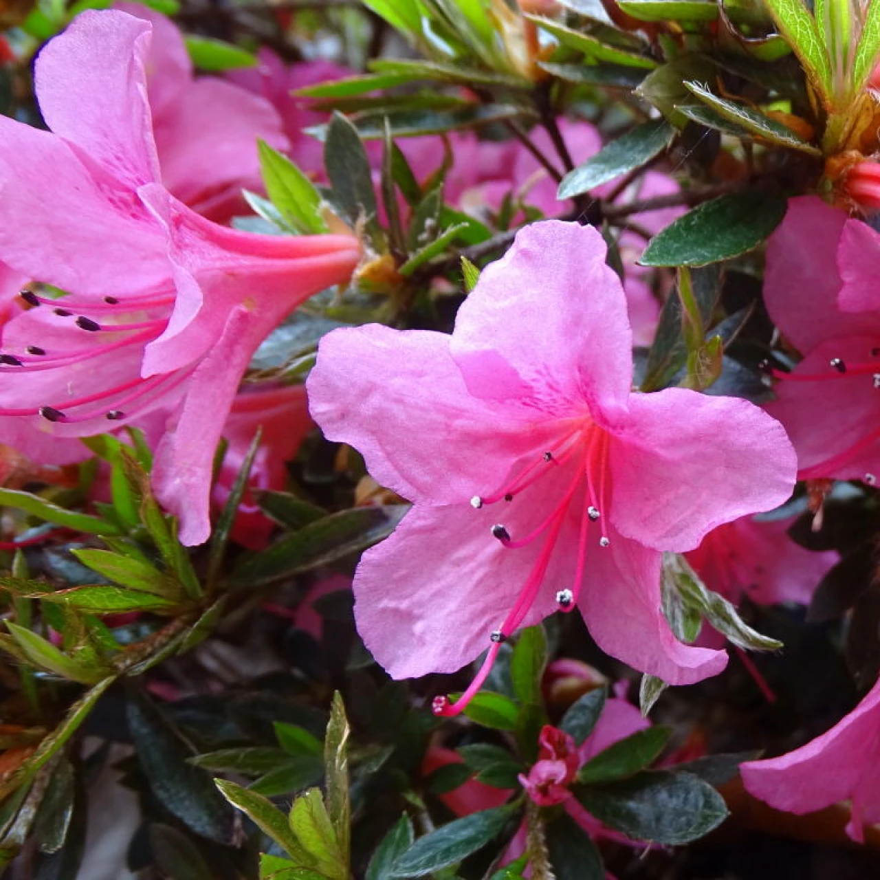 nakaharae (Pink form)